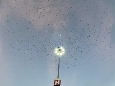 Large flock of purple martin birds at dusk flying above a light pole.
