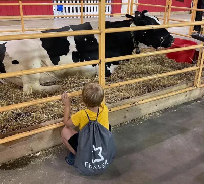 Young boy wearing knapsack sits in front of yellow fence looking at black and white cow at Minnesota State Fair.