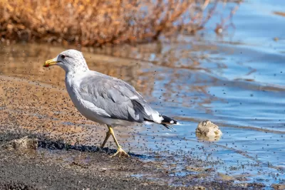 A California Gull walks along the shore, searching for food while surrounded by a swarm of bugs.