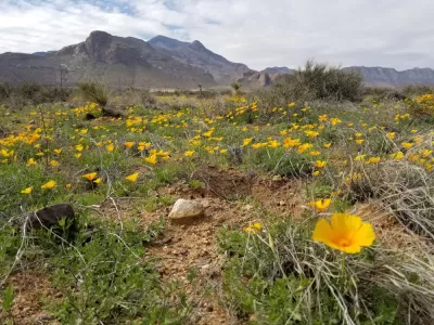 A field of golden poppies fill the desert below mountains in the U.S. Southwest.