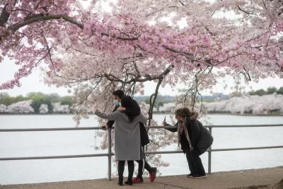 Cherry Blossoms