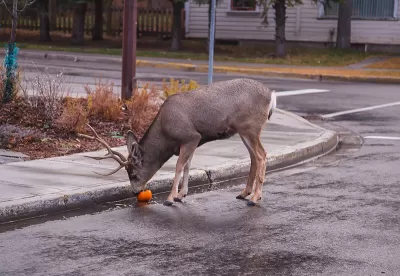 Deer eating an orange on a Banff street