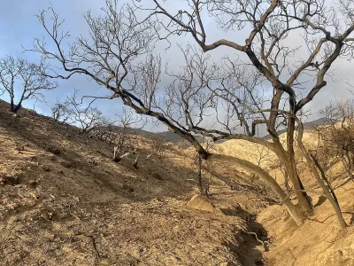 Charred trees on hillside in Altadena, California after Eaton Fire.