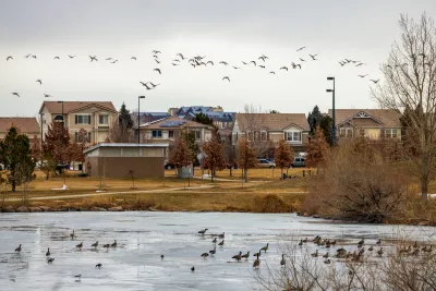 Geese flock to a frozen pond in Aurora, Colorado. There are houses in the background.