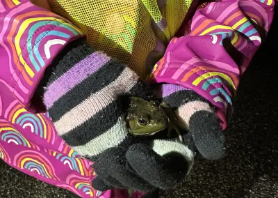 Close-up of child's hands wearing black and white striped gloves holding a green frog.