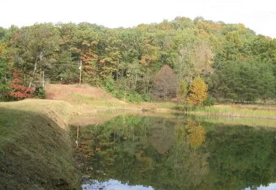 Thick green forest on edge of lake in Louisville, Kentucky.