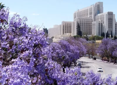 Purple jacaranda trees in bloom in Los Angeles with tall white Art Deco buildings in background.
