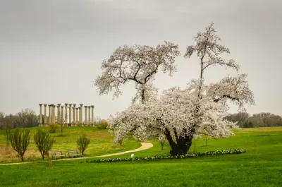 A scene from the National Arboretum in Washington, D.C. on a cloudy day, with a blossoming tree and a recreation of ruins in the background.