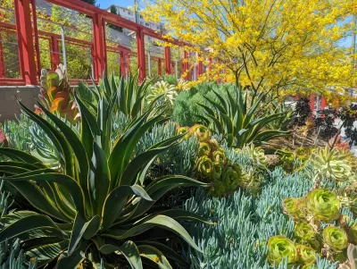 Agave plants and succulents and Ord and Yale Street Park, Los Angeles