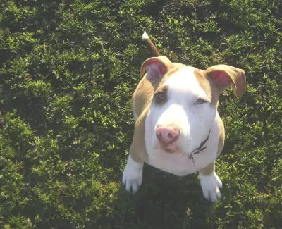 Pit bull puppy sitting on grass looking up at the camera
