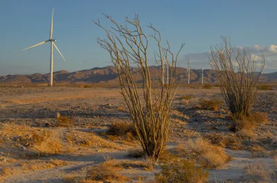 Ocotillo plants in a Southern California desert landscape with white wind turbine in background.