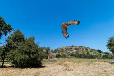 Red tailed hawk in flight with scrubland hills and trees in background in San Dimas Canyon Natural Area and Nature Center, California.