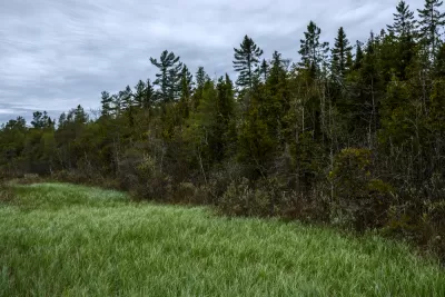 A line of trees next to open grass land at the Ridges Sanctuary in Wisconsin.