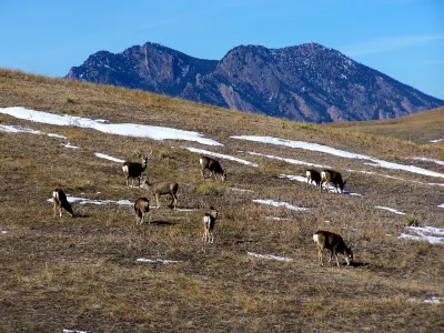 Deer grazing on hillside with few snow patches at Rocky Flats National Wildlife Refuge in Colorado.