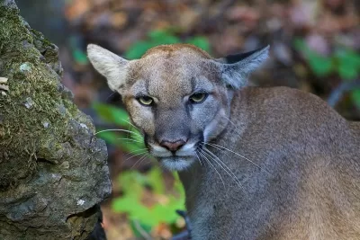 Close-up of mountain lion in the Santa Monica Mountains, California.