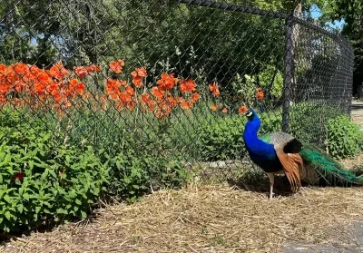 A peacock stands next to a chain-link fence lined by green bushes with olrange flowers in Allen Park, Salt Lake City, Utah.