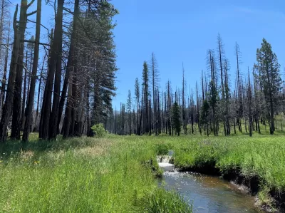 Green meadow with water running through and trees on either side in Yosemite National Park.