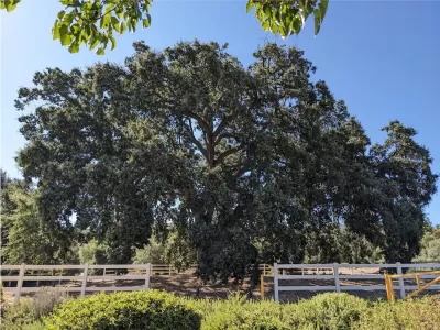 Large 400-year old oak tree in Stevenson Ranch, California.