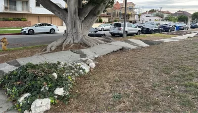 Broken, uneven sidewalk being damaged by large tree roots in Los Angeles, California.