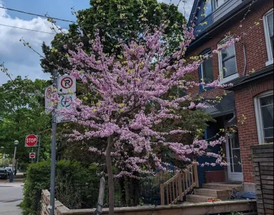 Small tree in bloom with pink flowers in front of home in Toronto, Canada.