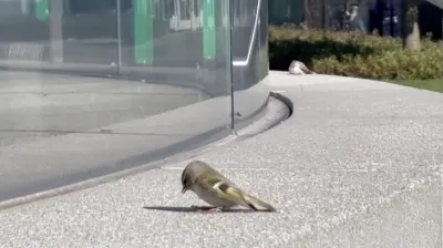 A small bird is dazed after crashing into a glass building in Chicago.