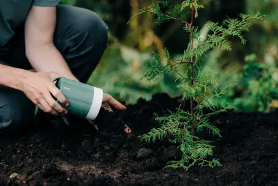 A person pours soil next to a tree sapling.