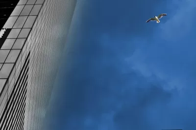 City Bird