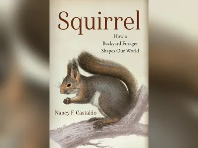 Illustration of squirrel on a book cover.
