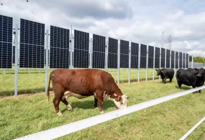 Cows grazing in front of vertical solar panels.