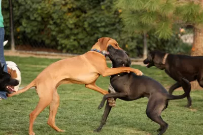 Dog Parks Are Everywhere, but Where Did They Start?