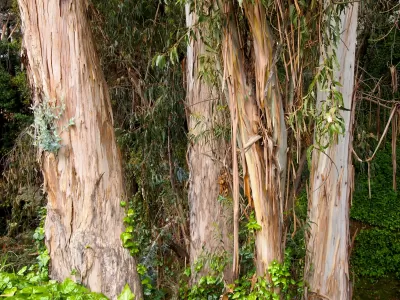 Eucalyptus Tree