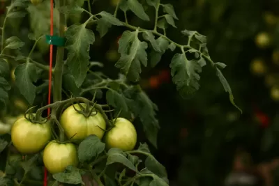 Hydroponic Farming