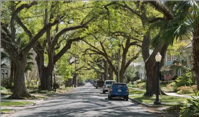 A New Orleans streetscape lined with mature Southern Live Oak trees.