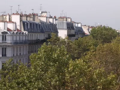 Paris Trees