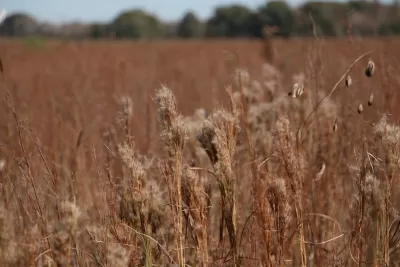 Tallgrass Prairie