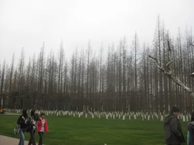 China Reforestation