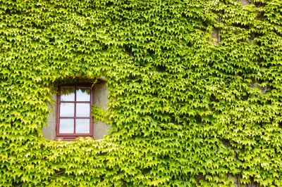 Ivy Covered Green Building