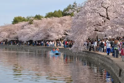 Crowds of tourists at the Washington, D.C. Cherry Blossom Festival walking along a lake lined with blooming cherry trees