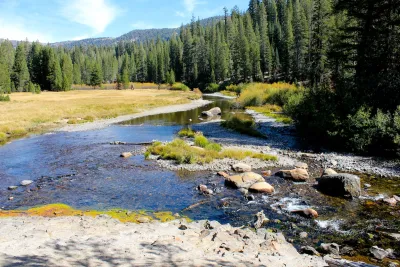 A river surrounded by yellow grass and tall evergreen trees.