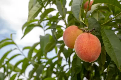 Fruit Trees