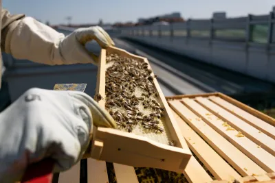 Close-up on beekeeper with white gloves holding pan of bees.