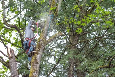 Man in tree cutting branch with chainsaw.