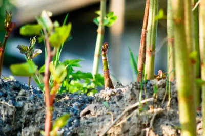 Japanese Knotweed