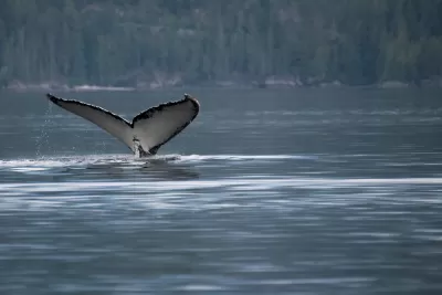 Salish Sea