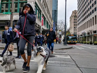 Man with two shepherd-type dogs crossing crosswalk in urban Seattle, Washington.