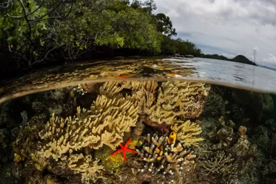 View from half underwater and half above water in mangrove forest in Indonesia with red starfish on coral