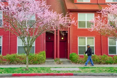 An African American gentlemen walking by the front sidewalk of suburban townhouse with cherry blossom. Colorful red siding duplex with blooming pink flower.