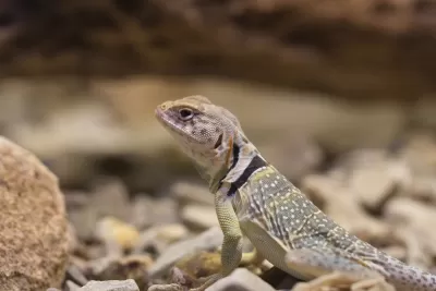 Lizard