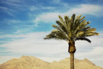 Palm Tree