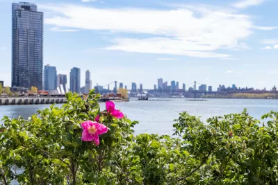 Beautiful Pink Flowers along the East River at Hunters Point South Park during Spring in Long Island City Queens